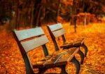 benches, autumn, park-560435.jpg